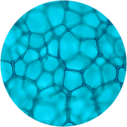Ingredient - Actigym Marine Extract