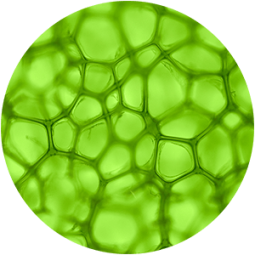 Ingredient - Algae Extract