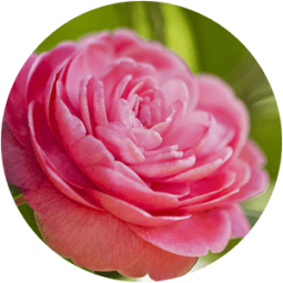 Ingredient - Camellia Japonica Oil