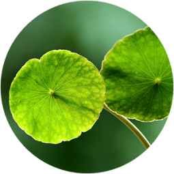 Ingredient - Gotu Kola