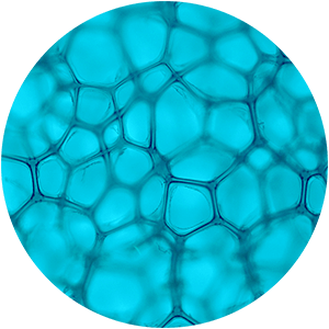 Ingredient - Actigym Marine Extract