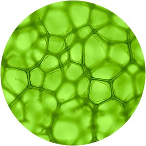 Ingredient - Algae Extract