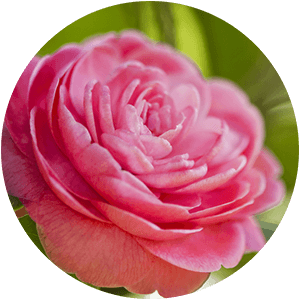 Ingredient - Camellia Japonica Oil