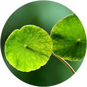 Ingredient - Gotu Kola