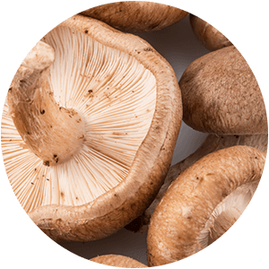 Ingredient - Shiitake Mushroom Extract