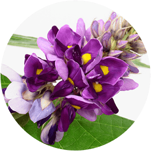ing-pueraria Ingredient - Pueraria Mirifica