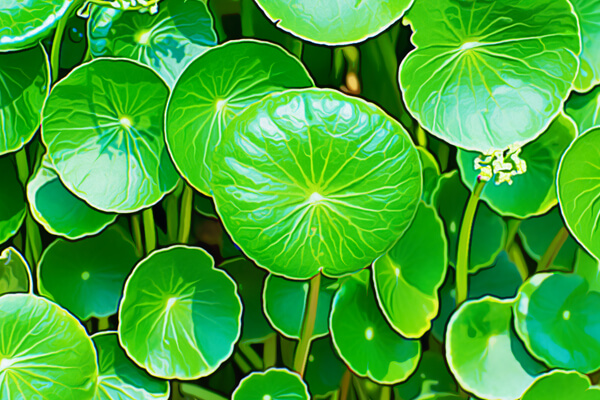 gotu kola
