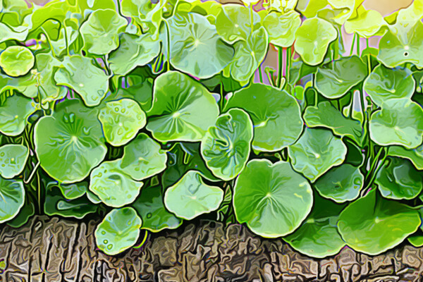 gotu kola
