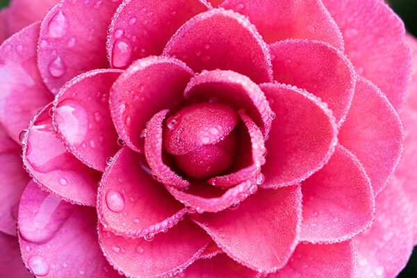camellia flower