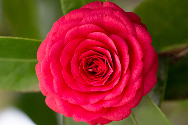 camellia flower