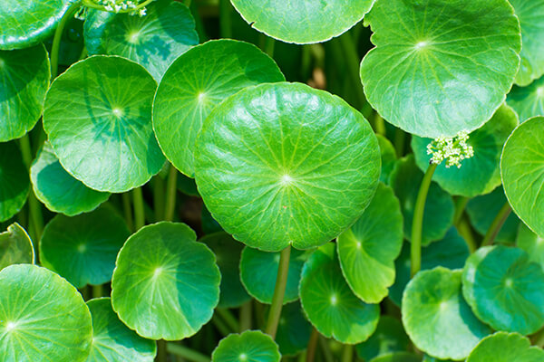 gotu kola
