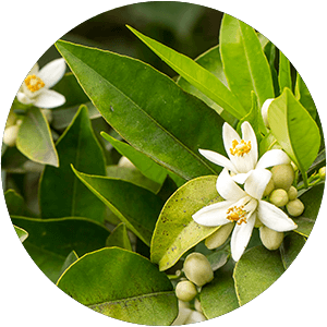 ing-neroli neroli extract