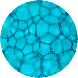 ing-actigym Ingredient - Actigym Marine Extract