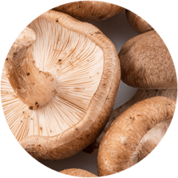 ing-mushroom Ingredient - Shiitake Mushroom Extract