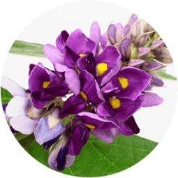 ing-pueraria Ingredient - Pueraria Mirifica