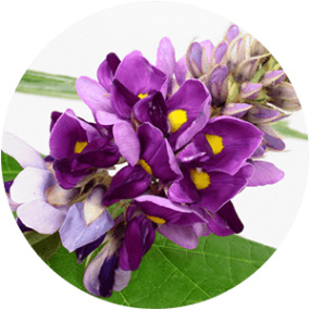 ing-pueraria Ingredient - Pueraria Mirifica